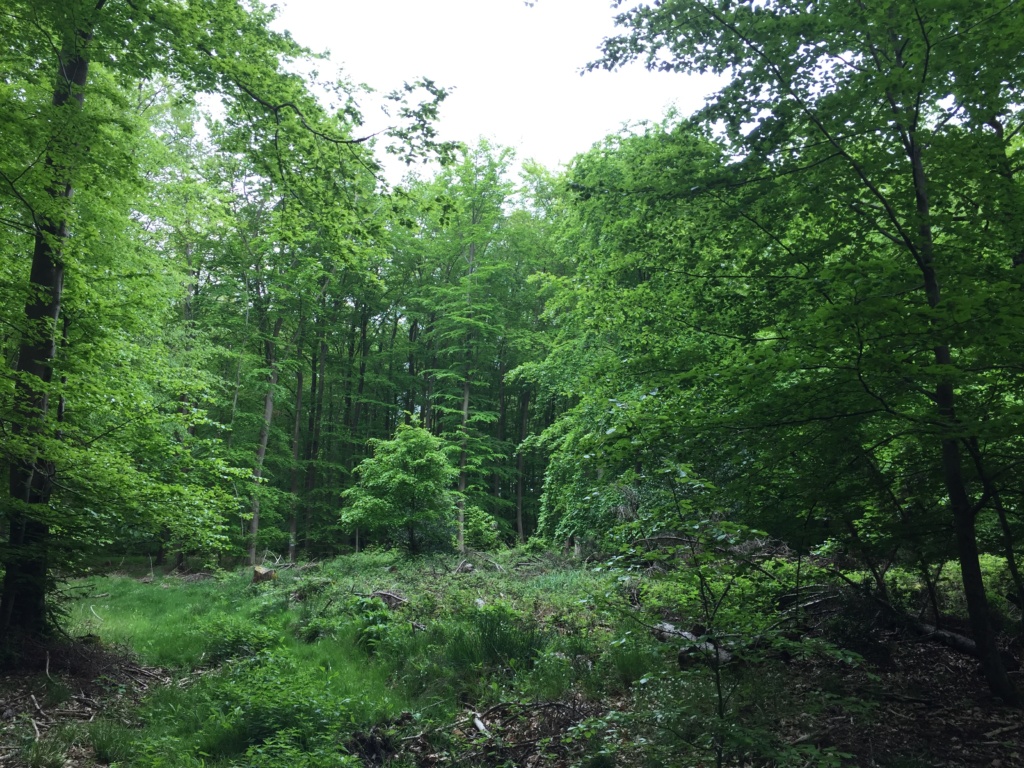 Der Sinziger Stadtwald